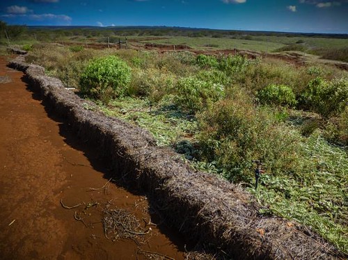NRCS is working with the Molokai Land Trust to curb erosion and restore native plant communities in the interior of the Mokio Preserve, too. Molokai Land Trust photo. Photo used with permission.