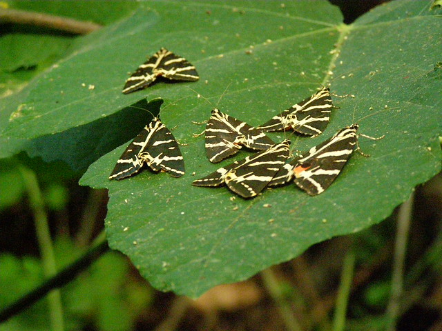Πεταλούδες Panaxia quadripunctaria στη Ψίνθο !