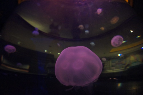 Jellyfish Tank, Mandalay Bay Shark Reef