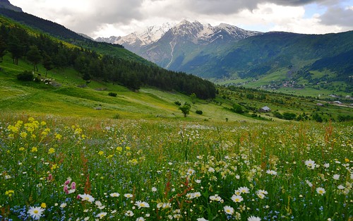 desktop flowers georgia landscape featured lowersvaneti mttetnuldi mulakhivalley tetnuldimassif