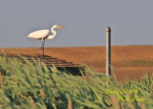new white nature birds animals wildlife meadowlands wetlands marsh egret sanctuary jersey” “great richarddekortepark egret” “lyndhurst