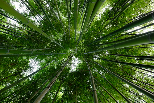 china park city green nature shanghai wideangle bamboo fujifilm 上海 uwa xt1