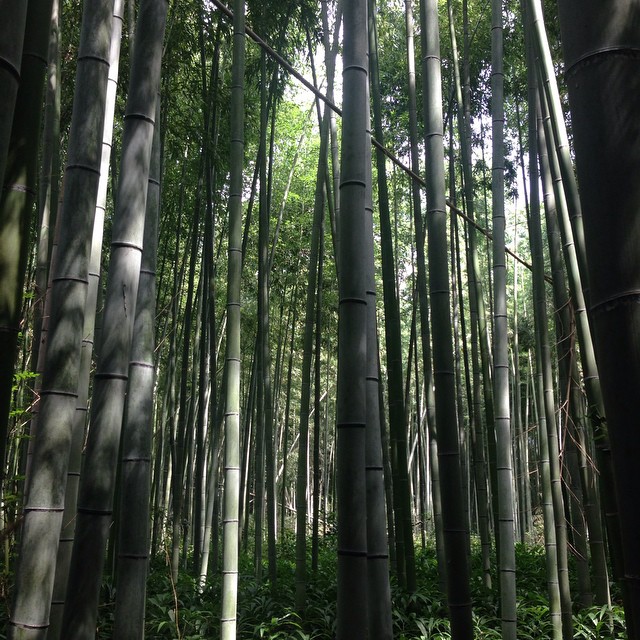 No se puede venir a Arashiyama y no ver el bosque de bambú!
