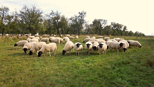 nature animal sheep landwirtschaft natur flock mouton tier schaf herde schafherde schernberg rhönschaf archerhönschafhofpösel