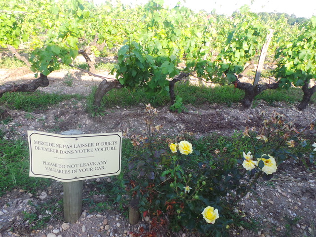 roses around the vineyard