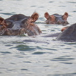 There are many hippos wallowing in the Kazinga Channel at Queen Elizabeth National Park, Uganda