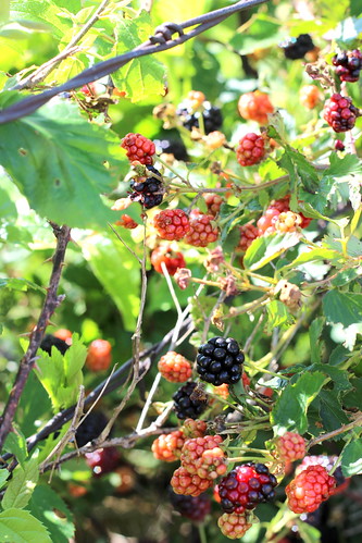 Blackberries 2