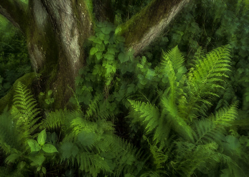 trees fern nature leaves forest woods sweden bushes icm halland