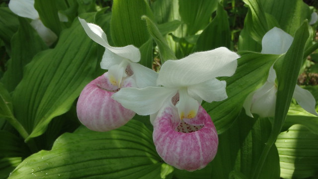 a pair of showy lady's slippers