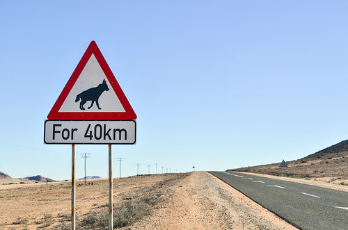 Hyenas for 40 km, near Lüderitz