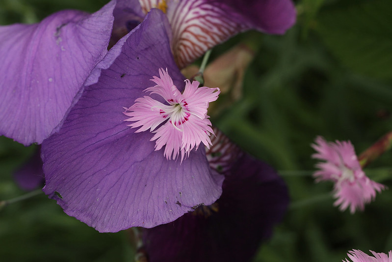 pink and iris