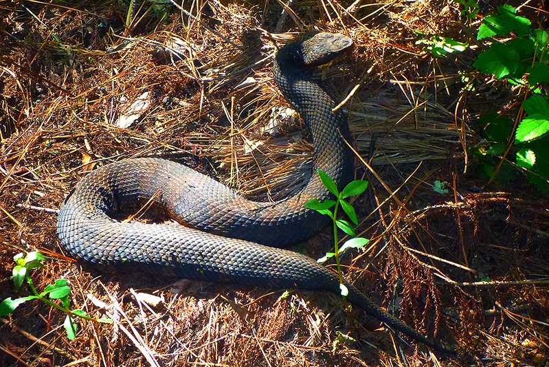 Eastern Cottonmouth