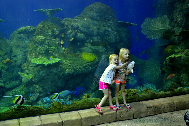 Eisley's 6th Birthday at Downtown Aquarium