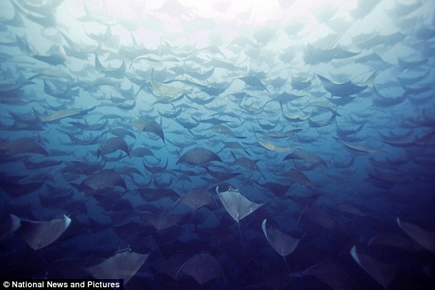 Encuentro de un submarinista con miles de peces manta (mobulas) 14811321467_22f781570a_o