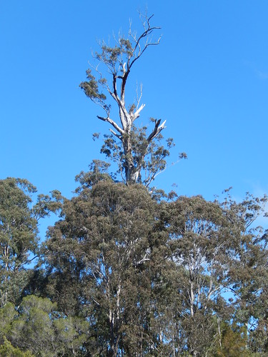 eucalyptuslongifolia woollybutt boydtown princeshighway myrtaceae eucalyptus talltree edennsw oldtree poem australiasbiggesttrees outdoor tree plant