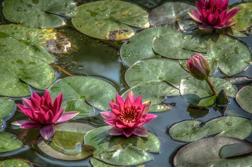 flowers red summer usa plant flower detail nature water floral reflections garden georgia botanical pond nikon colorful quiet waterlily lily unitedstates natural wine south peaceful southern lilies waterlilies watergardens zen tropical serene meditation southeast waterdrops lilypad liquid brilliant tranquil hdr nymphaea attraction northgeorgia freshwater nymphaeaceae aquaticplant photomatix flowersinwater ballground d7000 waterlilygarden nymphaeaattraction gibbsgardens