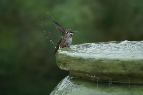 Hummingbird in the fountain