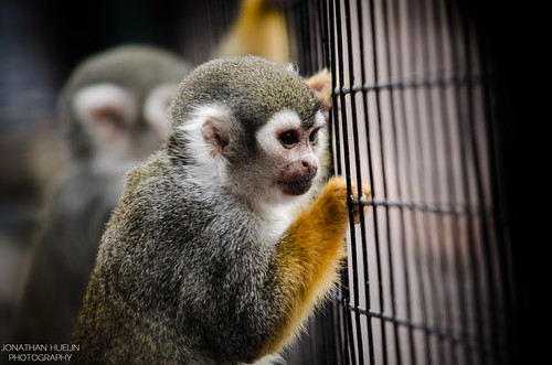 france animal zoo nikon bolivia cage primate squirrelmonkey lapalmyre d5100