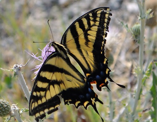 butterfly washingtonstate westerntigerswallowtail