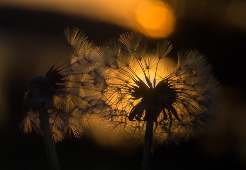 light sunset sun sunlight macro closeup weed nikon bokeh dandelion seeds upclose jeanmarie jeanmarieshelton