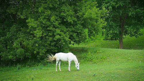 horse iowa ia whitehorse decorah