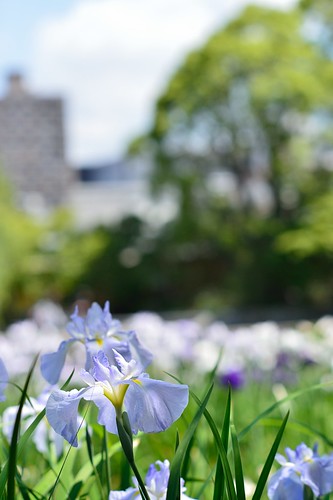 The Japanese iris in Tokugawa-en garden No.1.