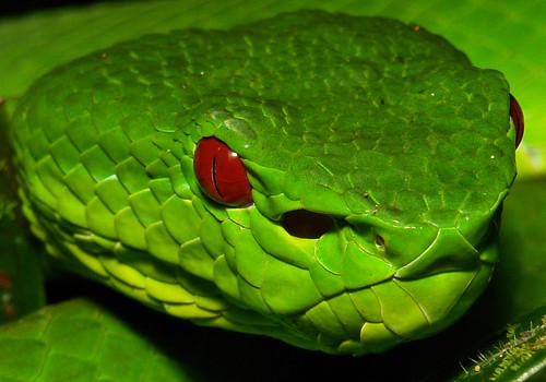 china red macro green topf25 reptile snake top pit yunnan viper repost herpetology crotalinae viperidae itchydogimages