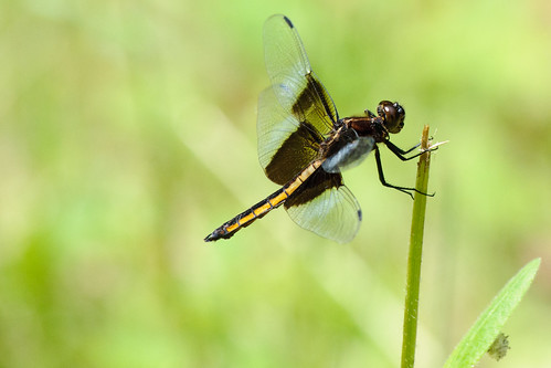 ontario canada insect dragonfly explore widowskimmer arthropod desertlake odonata libellulaluctuosa odonate explored kingskimmer southfrontenac