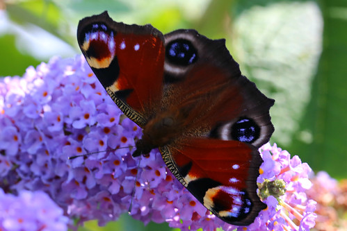 Peacock butterfly, Aglais io