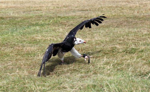 A flying vulture coming in to land