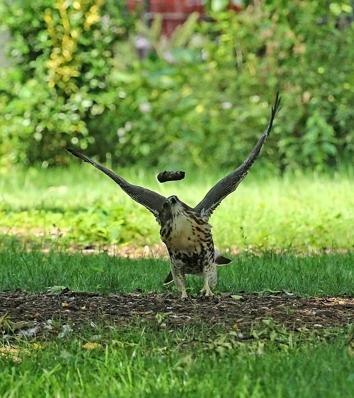Juvenile red tail playing with a stick