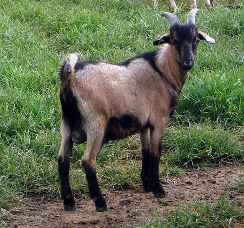 Western Maryland Pasture Based Meat Goat Performance Test Bucks