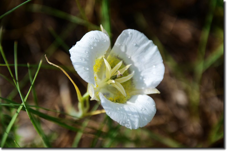 Sego Lily 2