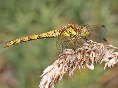 insect dragonfly common darter odonats