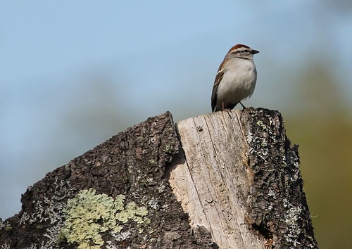 blue sky canada nature pine canon spring seasons newbrunswick bark sparrow stump songbird ststephen