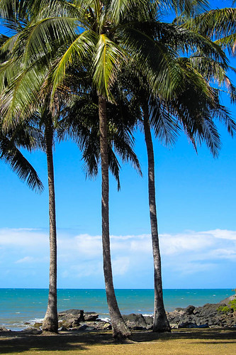 sea sky plants water palms shadows queensland tropical portdouglas austraila