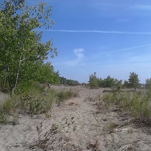 Scrub giving way to sand #toronto #Torontophotos #torontoislands #hanlanspoint #beaches #dunes