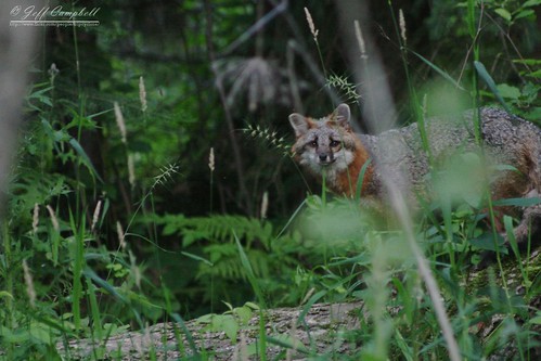 minnesota animal closeup wildlife fox hoohaa52 hh52y430