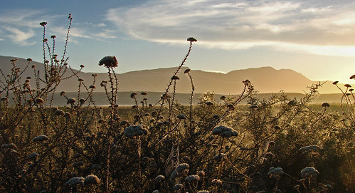 park sunrise national western cape cobwebs swellendam bontebok