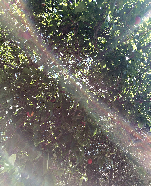 plum tree in the summer sun