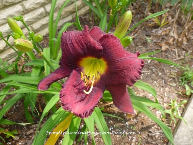 Day lily purple