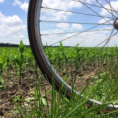 This bike ride. Ten miles of country road, river and farm. The smell of dirt and freshly cut grass. The adrenaline rush of outrunning the chasing dogs. Stopping to feel the soil between my toes. The friendly neighborly waves and hellos. #thingsimisswhenim