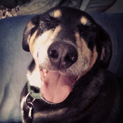 Happy Tut.... Make-a-Wish face! #instadog #dogstagram #happydog #rescued #coonhoundmix #smile #ilovemydogs #seniordog #mutt