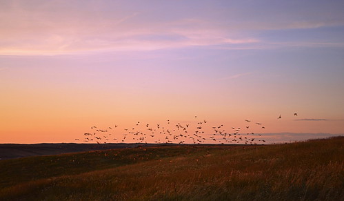 sunset sky nature birds goldenhour flickrfriday