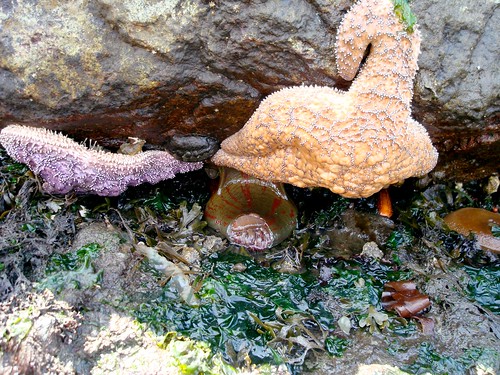 Painted Anemone Wedged Between Sea Stars