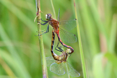 wheel illinois dragonfly mating markham whitefacedmeadowhawk gensburgmarkhamprairie