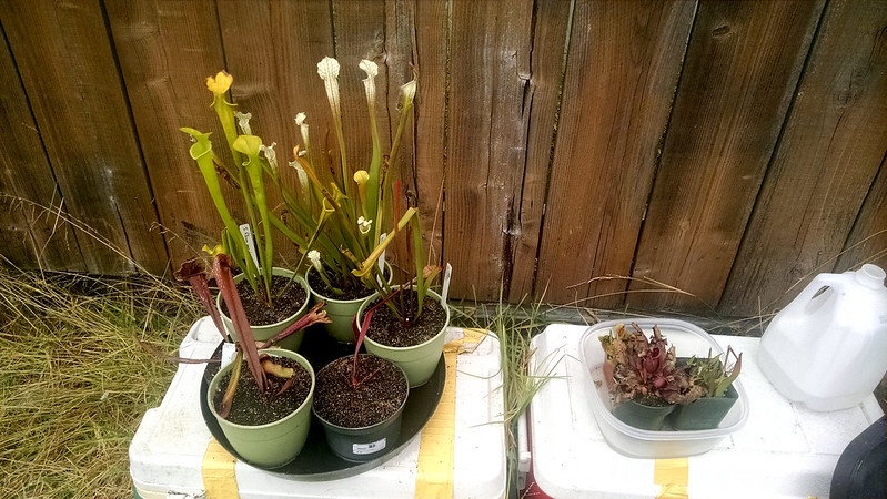 Outdoor Sarracenia growspace.