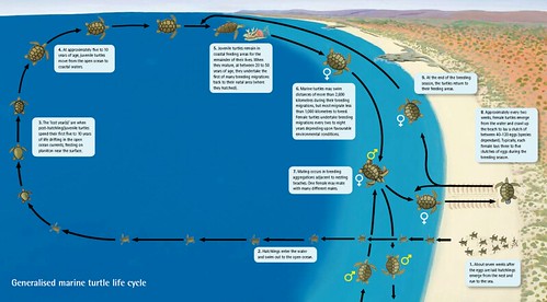 圖片來源：Shark Bay，海龜生活史概括圖。