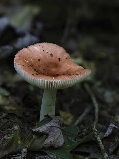 mushroom17