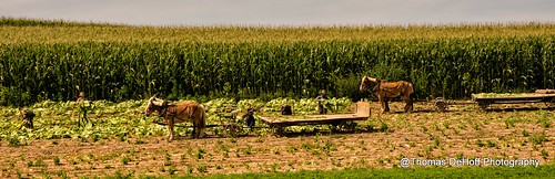 wisconsin sony harvest amish tobacco a580